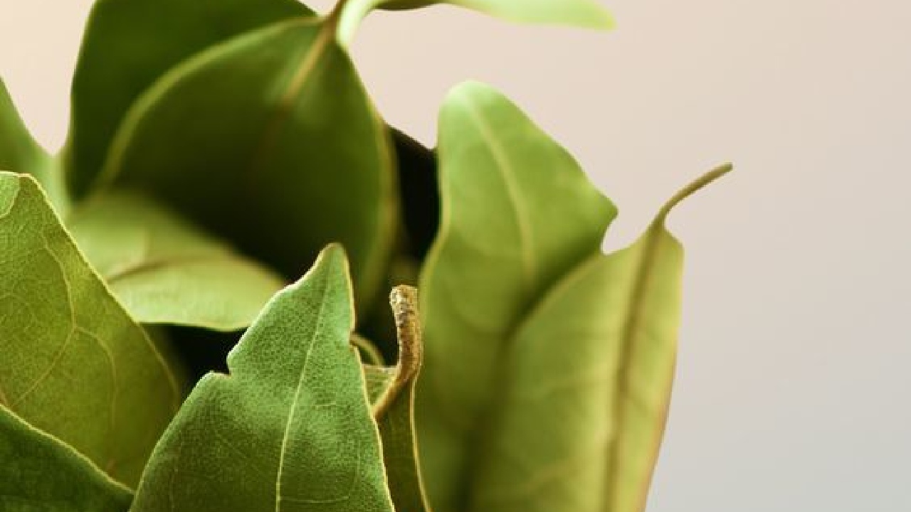 ritual para alejar envidias