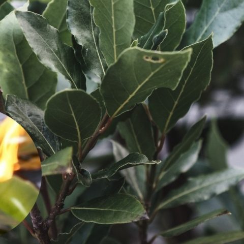 ritual con hojas de laurel para alejar envidias
