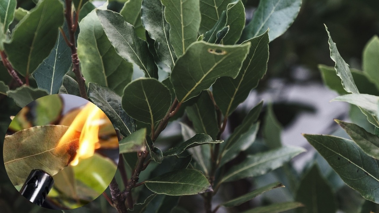 ritual con hojas de laurel para alejar envidias