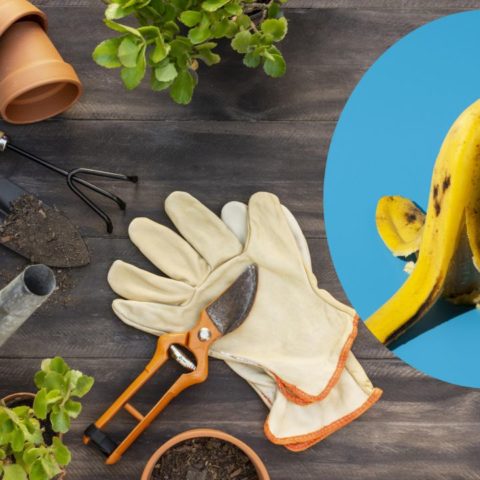 Tampa de plátano contra pulgones en plantas