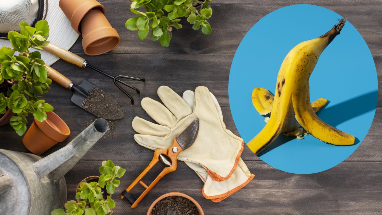 Tampa de plátano contra pulgones en plantas