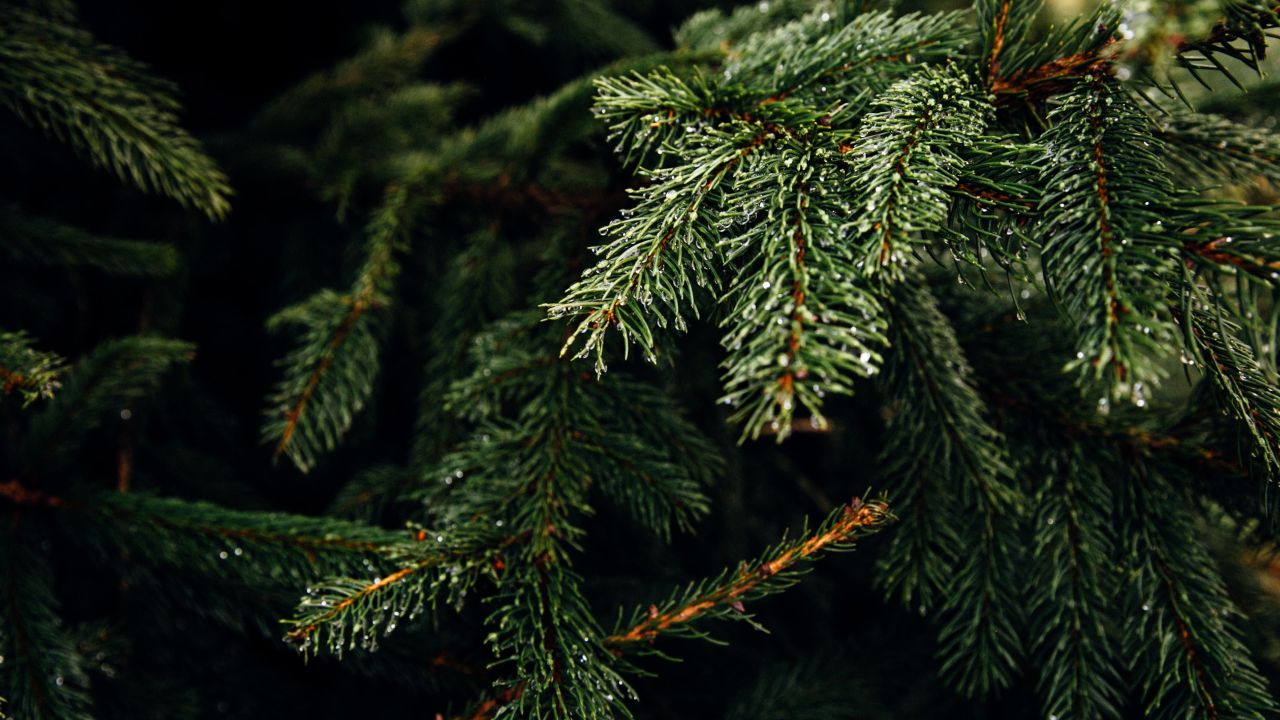 Trucos para que tu arbolito dure fresco más tiempo