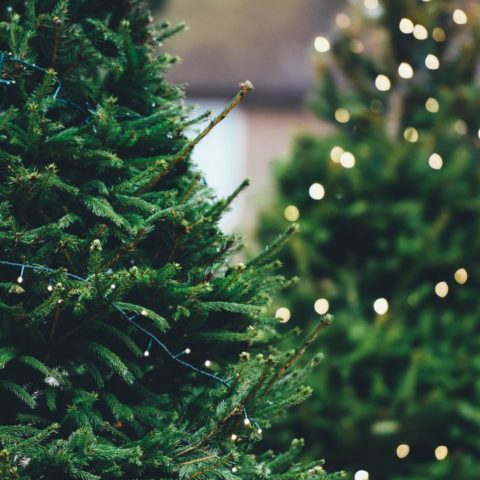 Trucos para que tu arbolito dure más tiempo