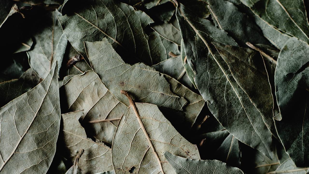 metodos para eliminar cucarachas que no funcionan