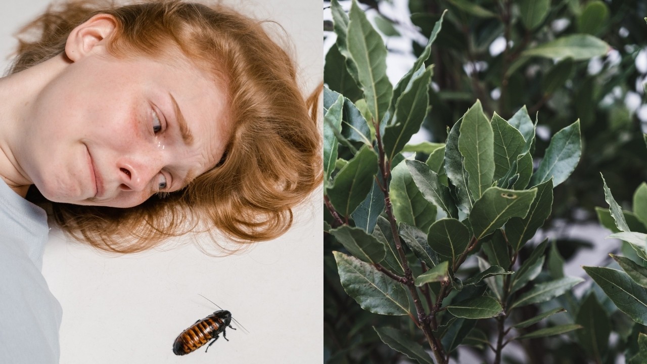 trucos para eliminar cucarachas que no funcionan