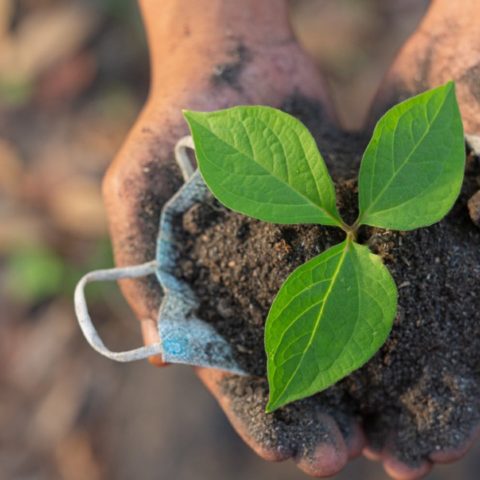 como nutrir un suelo pobre