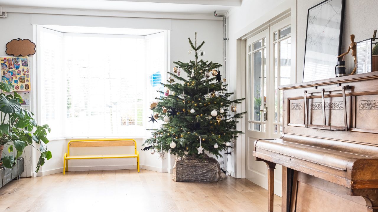 Plantar un árbol de Navidad
