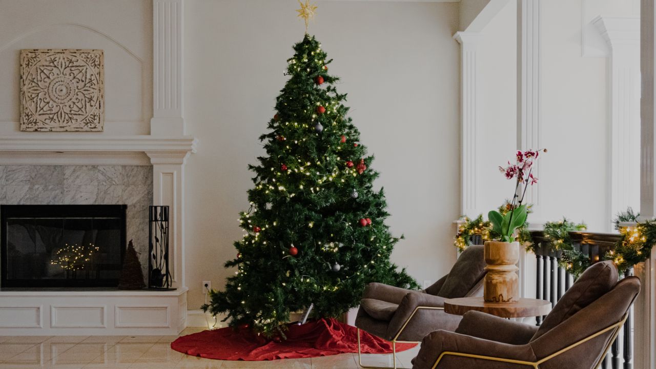 Plantar un árbol de Navidad sin raíces u obtener esquejes