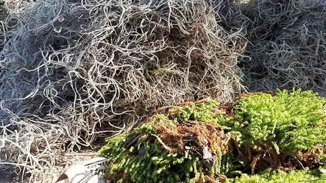 es ilegal comprar musgo y heno