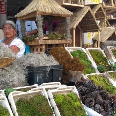 por que no debes comprar heno y musgo