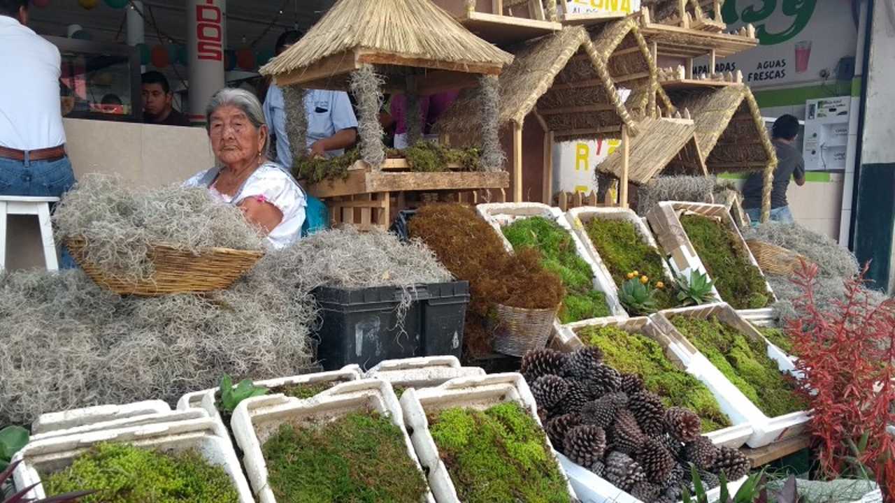 por que no debes comprar heno y musgo