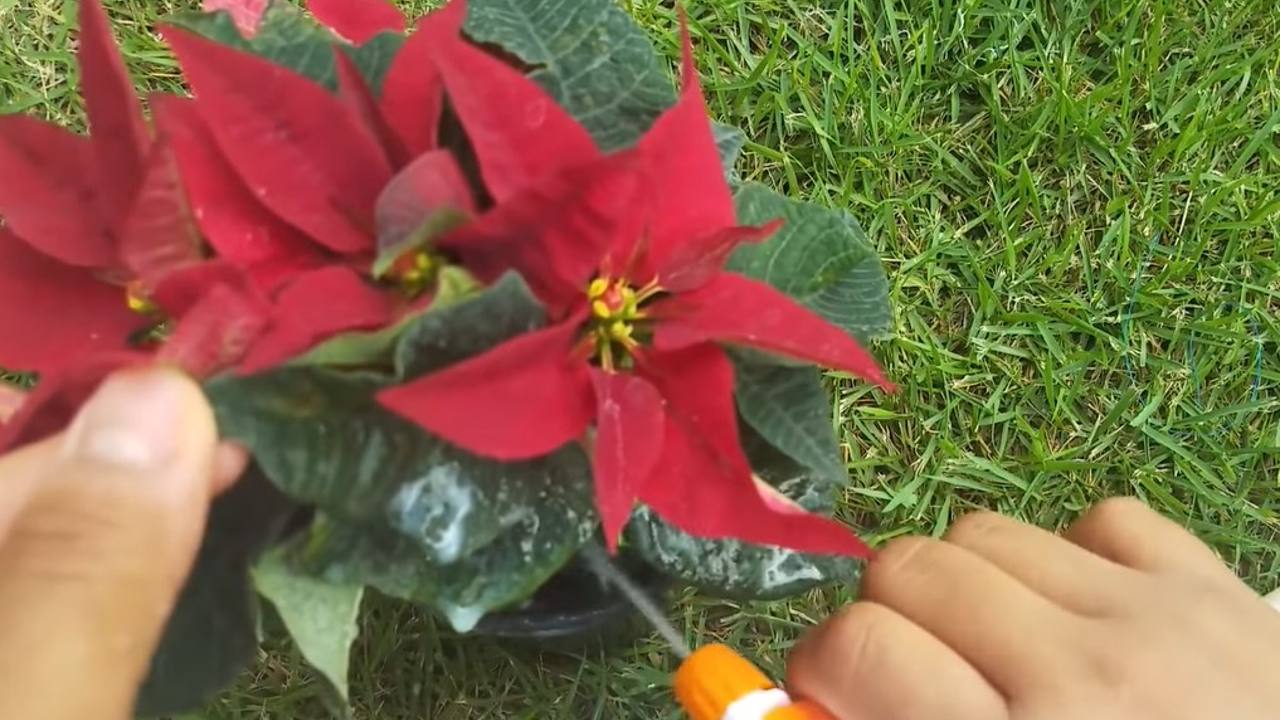 como quitar manchas blancas de las nochebuenas