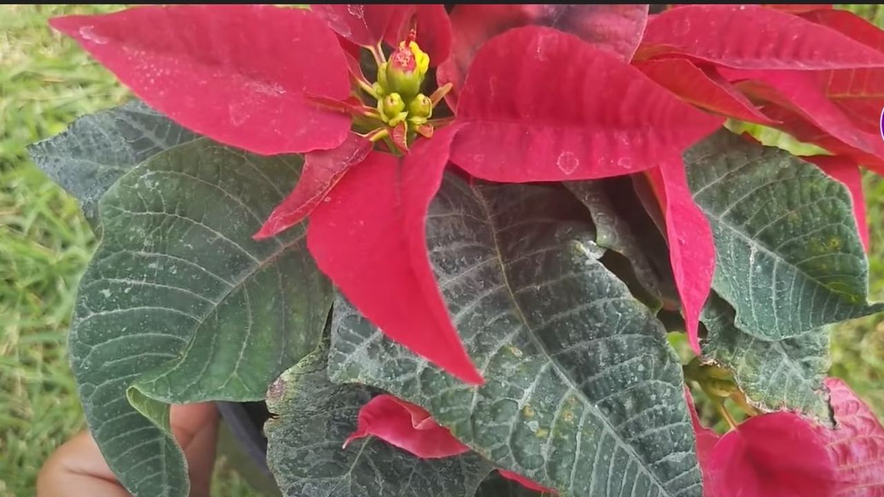 Nochebuena tiene manchas blancas en las hojas