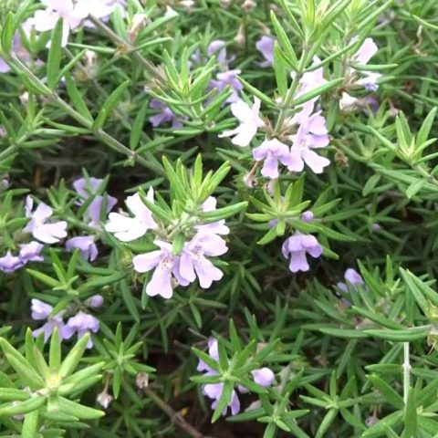 romero puede florecer