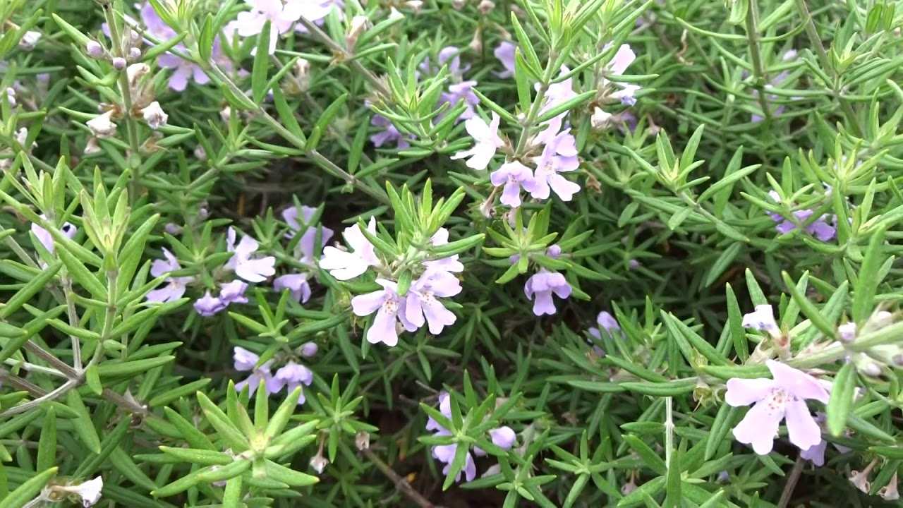 romero puede florecer