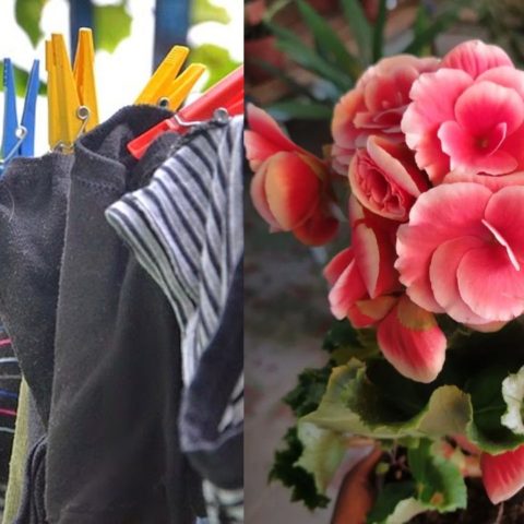 Plantas para absorber la humedad