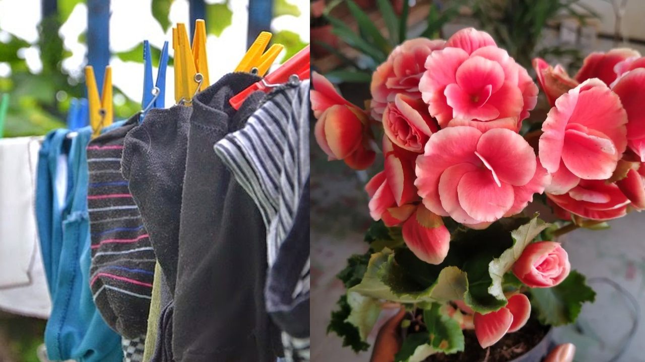 Plantas para absorber la humedad