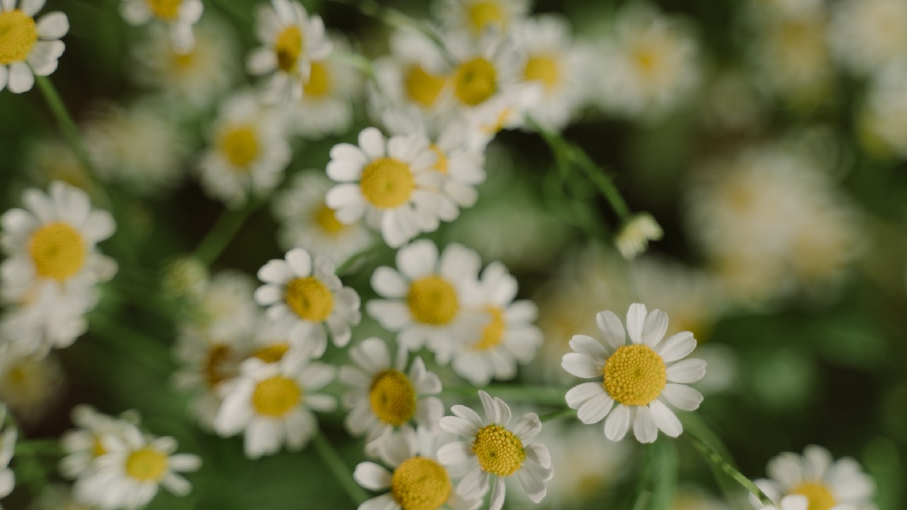 que te tomar para dormir mejor