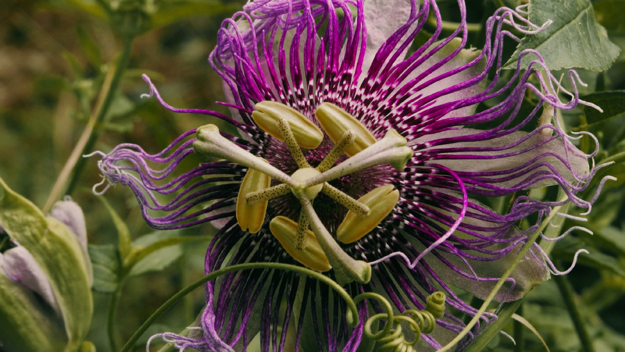 para que sirve te de pasiflora