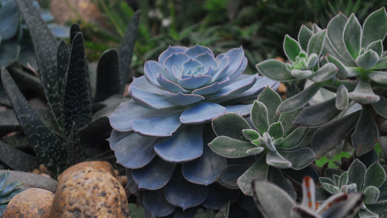 aceites esenciales para plantas