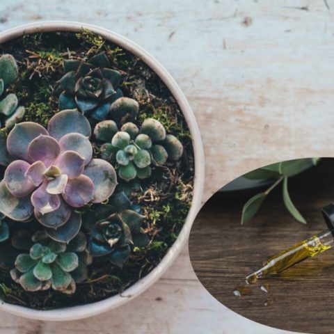 aceites esenciales cuidar suculentas