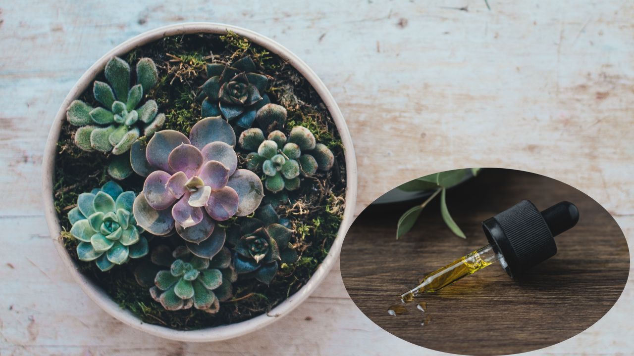 aceites esenciales cuidar suculentas