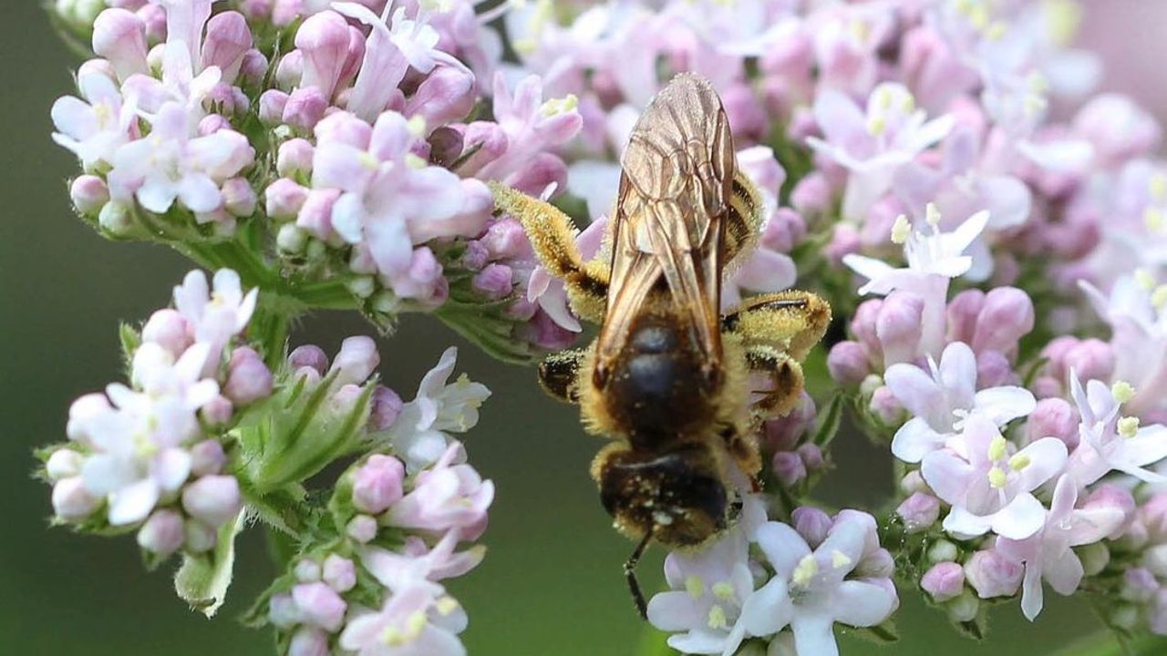 cultivo de valeriana en maceta
