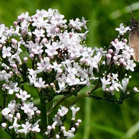 cultivar valeriana en maceta