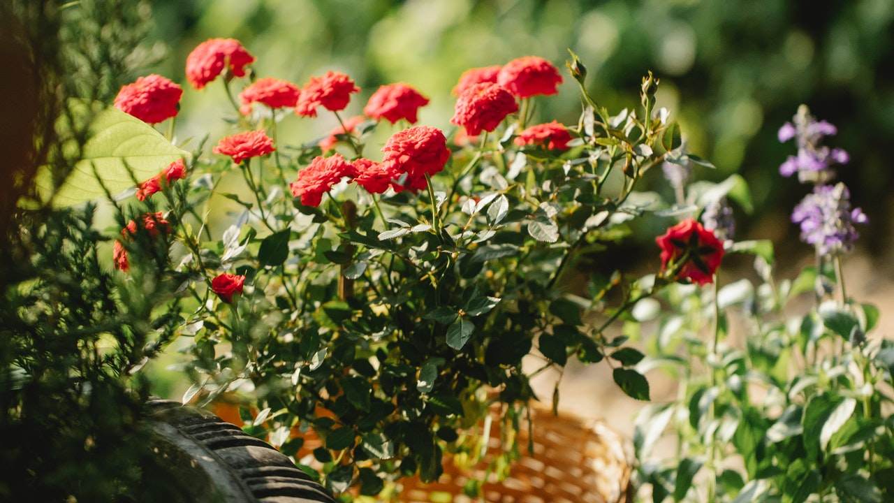 como se hacen los injertos de rosa con diferentes colores