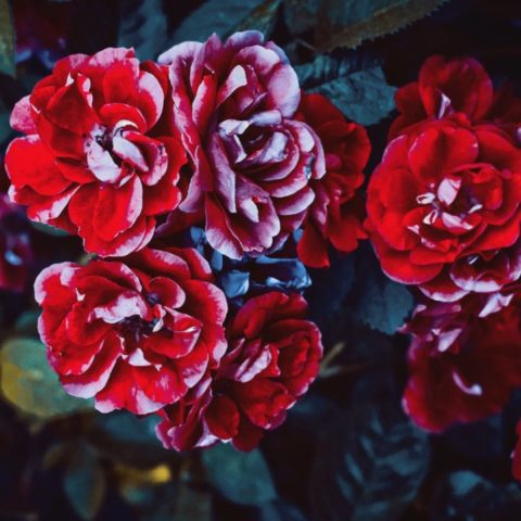 injertar rosas de diferentes colores