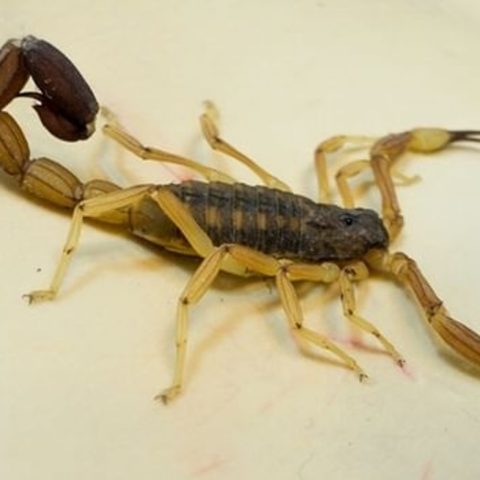 ahuyentar a los alacranes