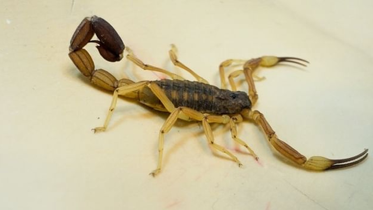 ahuyentar a los alacranes