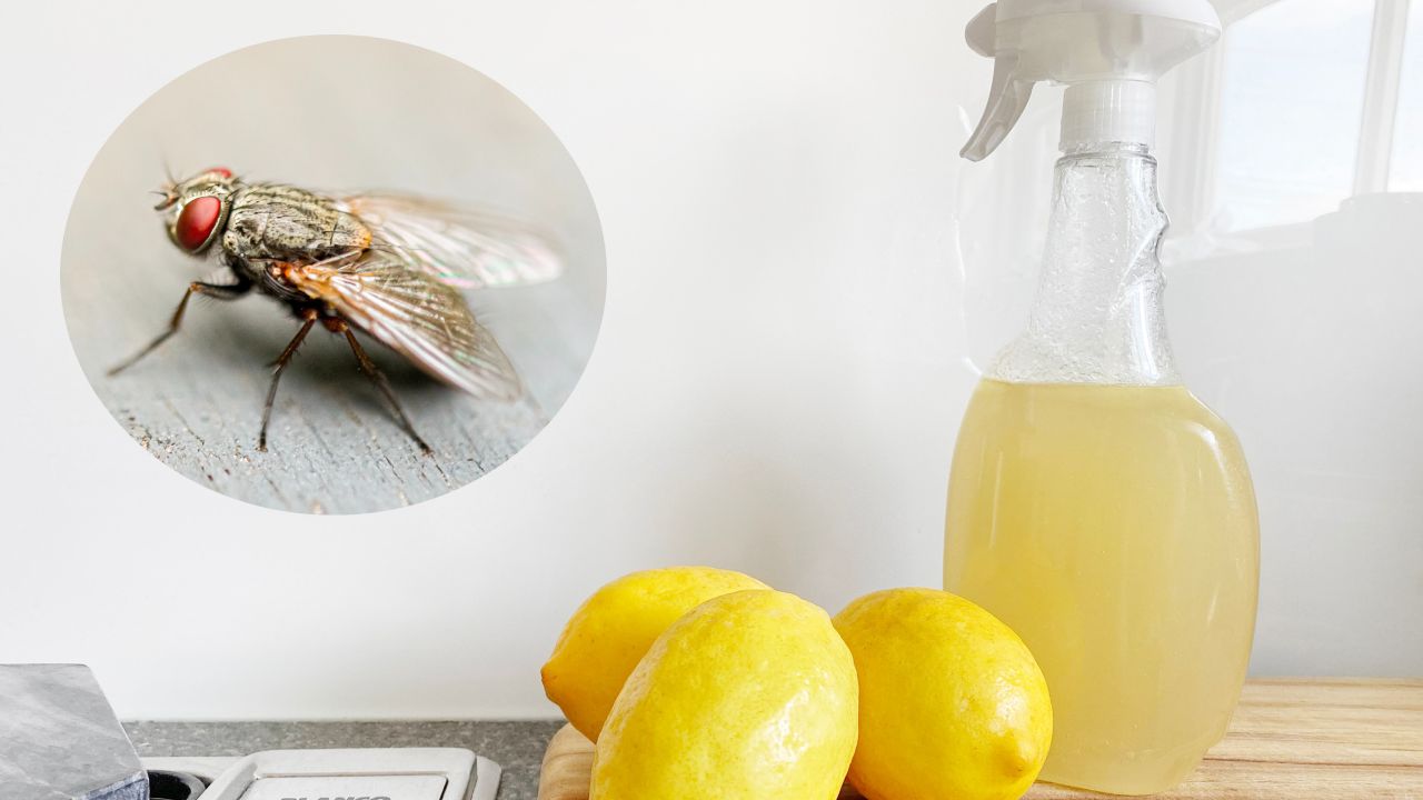cáscara de limón para ahuyentar moscas
