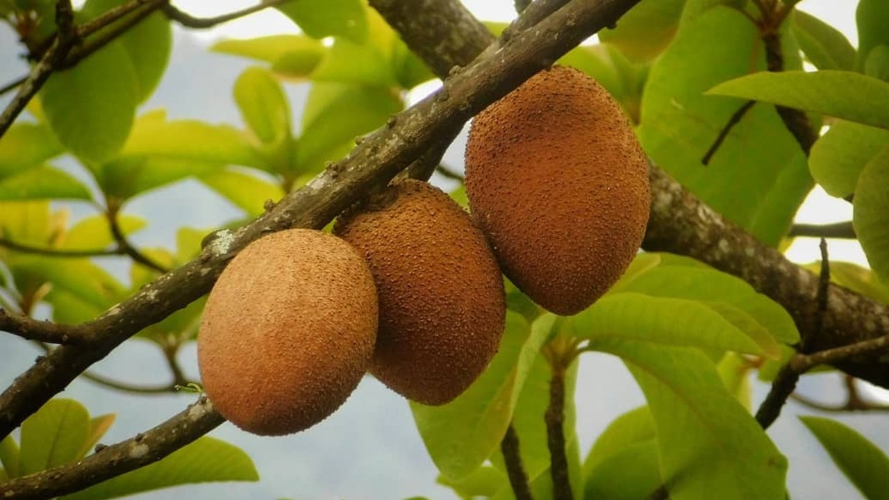 como cultivar un arbol de mamey