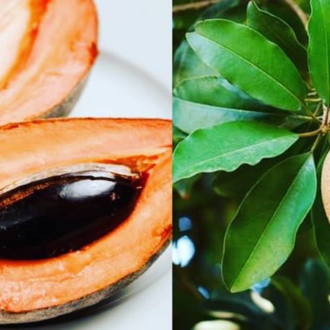 Como cultivar un arbol de mamey en maceta