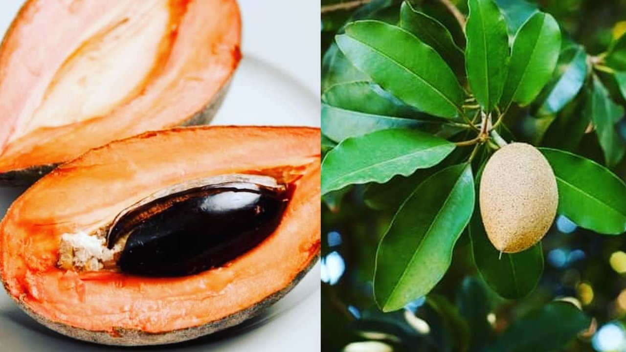 Como cultivar un arbol de mamey en maceta