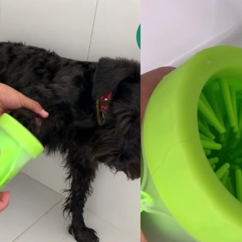 como hacer limpiador de patas casero