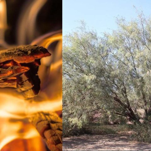 Como se usa el mezquite