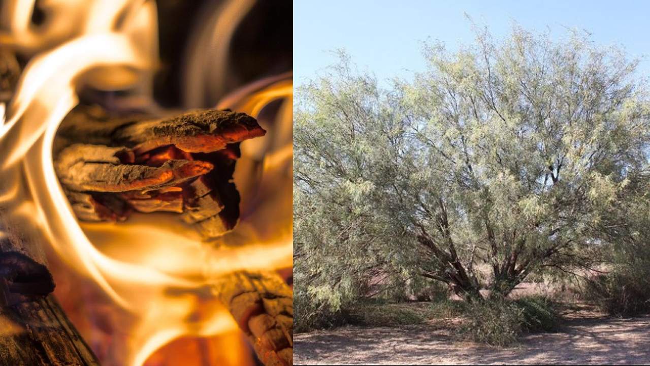 Como se usa el mezquite