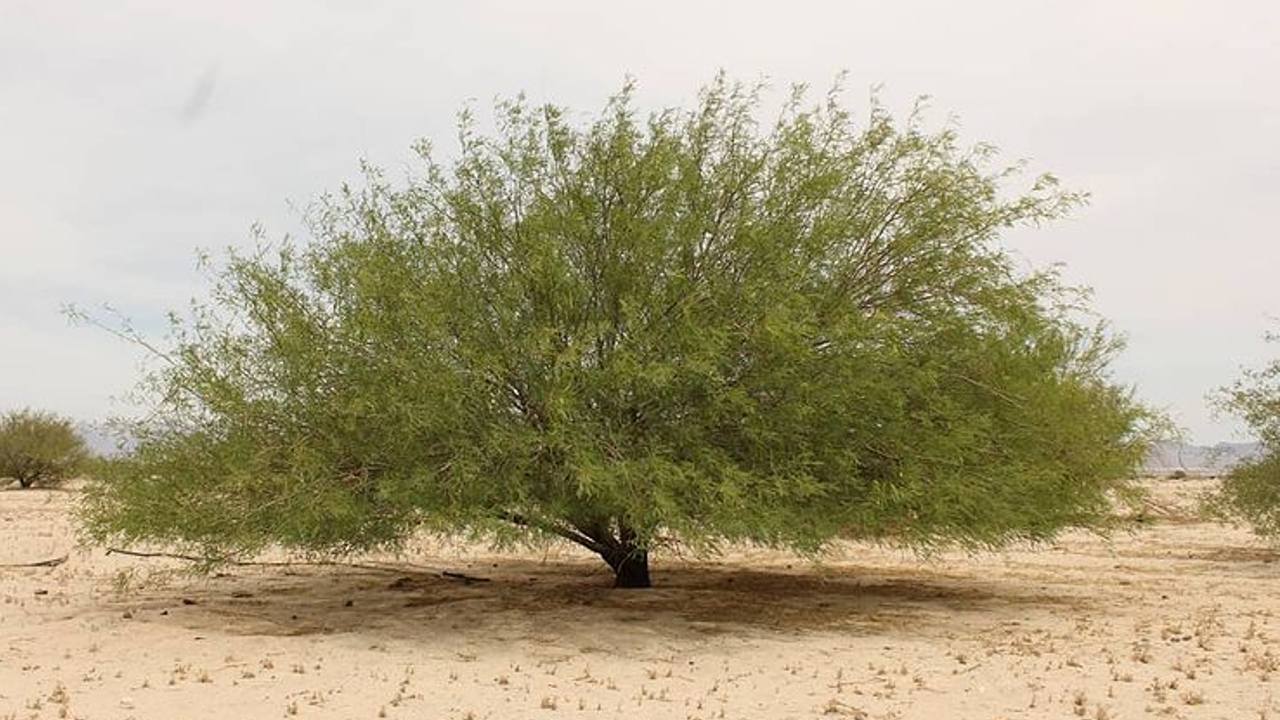 usos del mezquite en la cocina