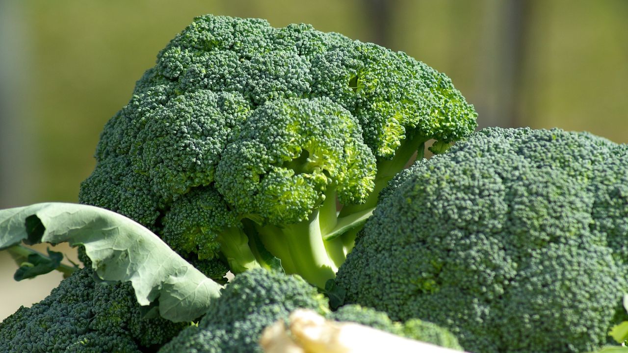 cultivar brócoli sin semillas