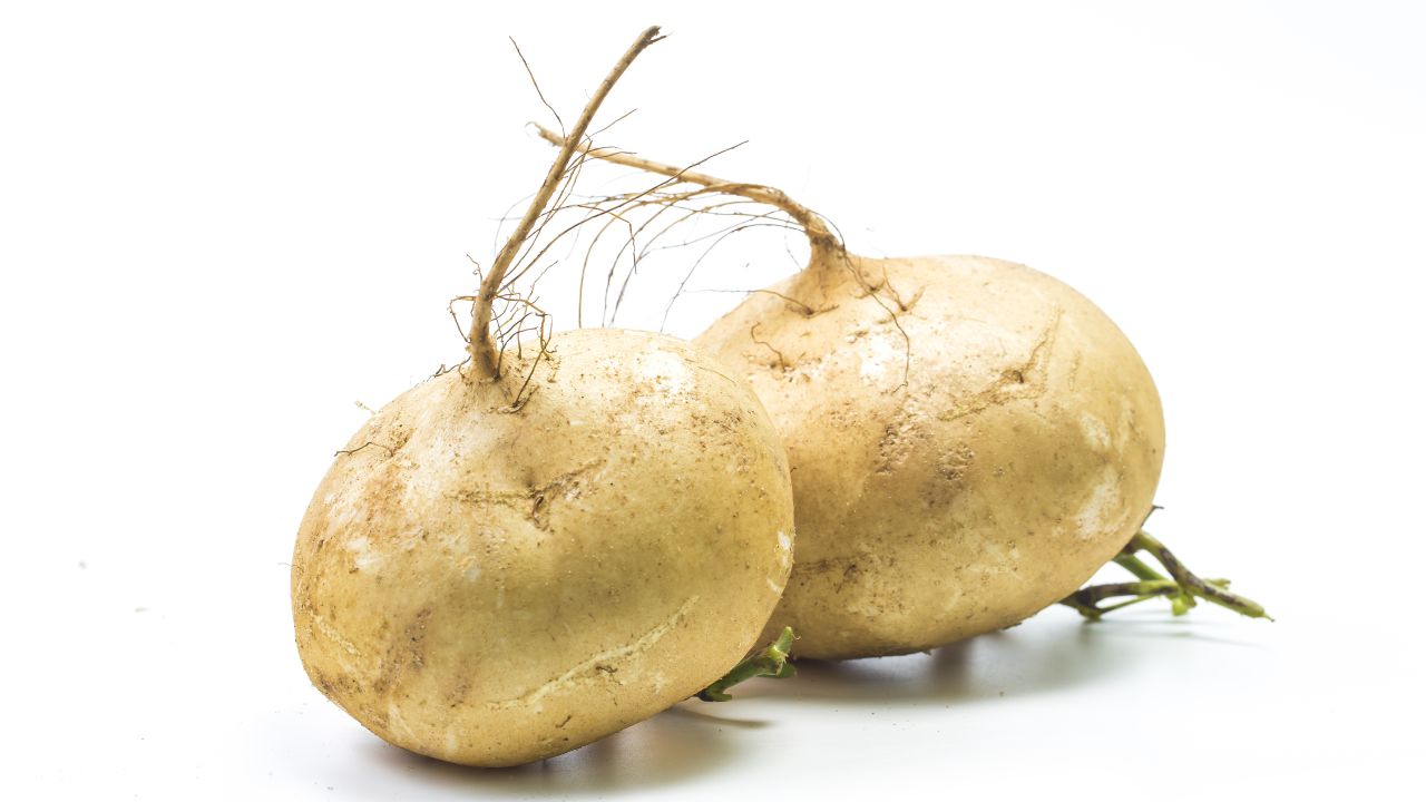 cultivar jícama en una maceta