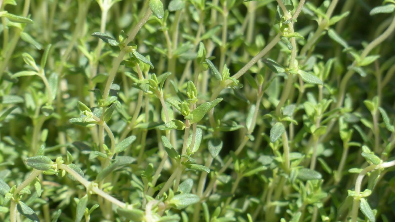 cultivar tomillo en maceta