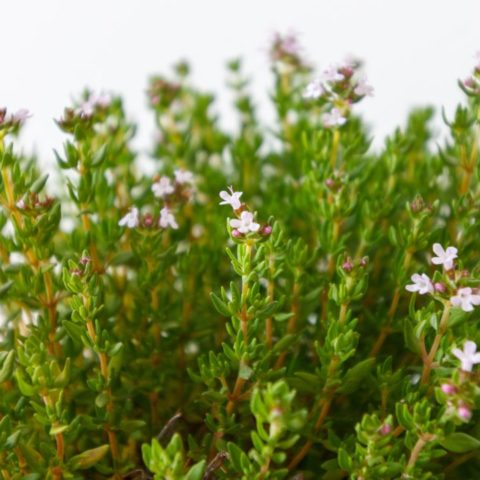 cultivar tomillo en maceta