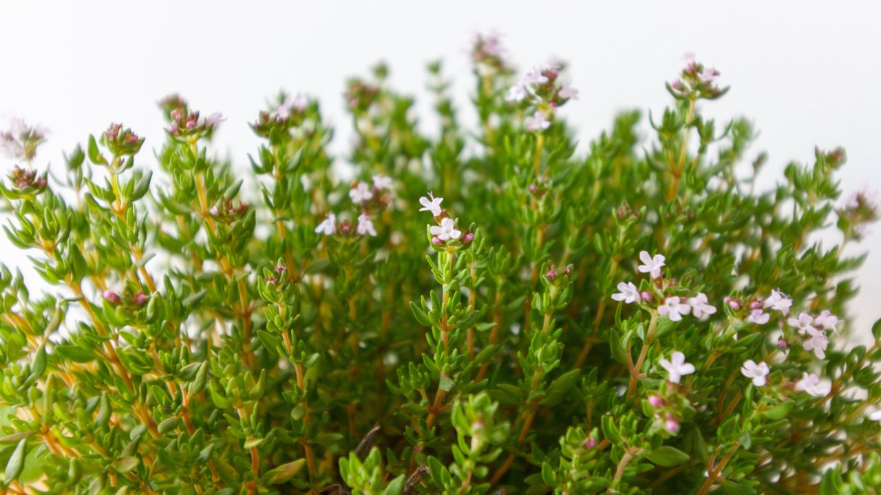 cultivar tomillo en maceta