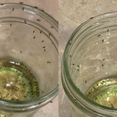 origen de las moscas de la fruta