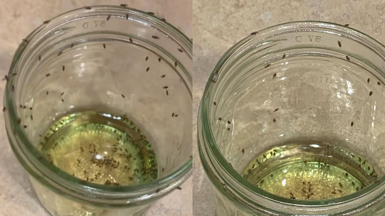 origen de las moscas de la fruta