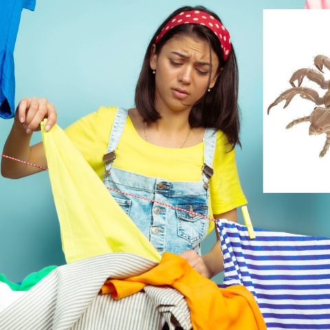 eliminar piojos de la ropa