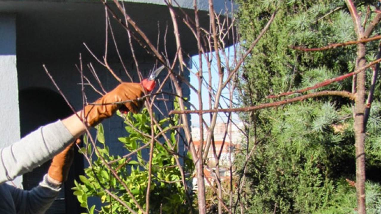 en que tiempo se podan los arboles frutales
