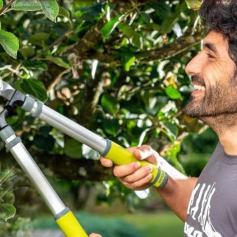 podar tus arboles frutales